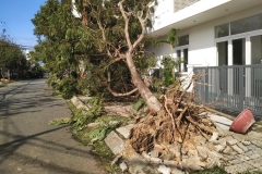 Uprooted tree