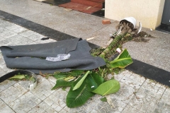 Another storm casualty