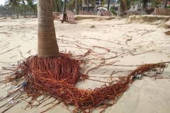 Exposed palm tree roots