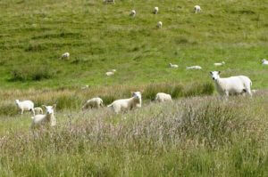 Scottish sheep posing in a grassy field