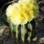 Cactus in bloom at the Inverness Botanical Garden, Scotland