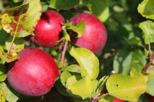 Fall apples ready for picking