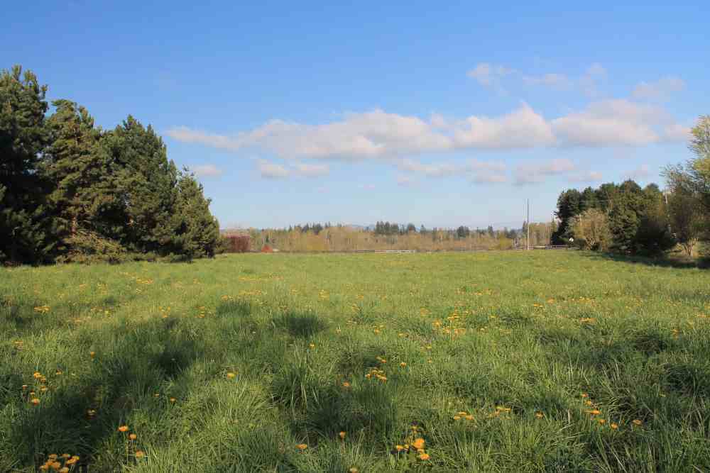 A pasture in rural Stanwood, Washington
