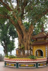 Huge Bodhi tree, grown from a cutting from the tree said to be where the Buddha sat when he attained enlightenment