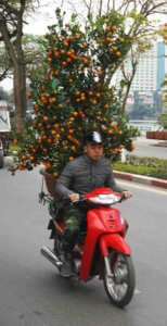 Kumquat trees are a traditional decoration for Tet