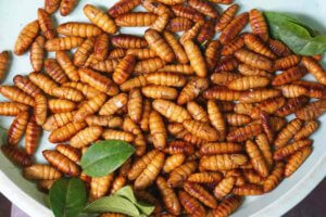 Live grubs for sale in a Vietnamese market