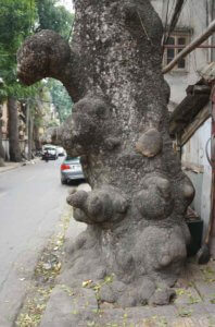 An ancient tree totally blocks a Hanoi sidewalk