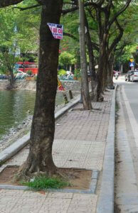 Trees growing in the middle of a Hanoi sidewalk