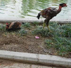 'Jurassic' chickens scratch for bugs next to the sidewalk 