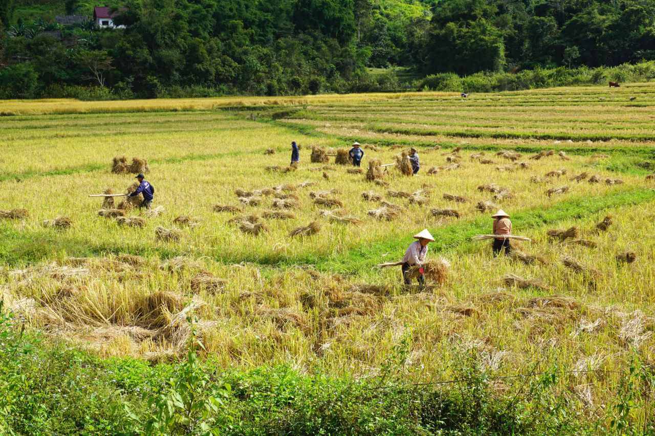 Men and women work side by side to bring in the rice harvest in northern Laos