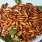 You might not want to eat grubs, but they are quite nutritious