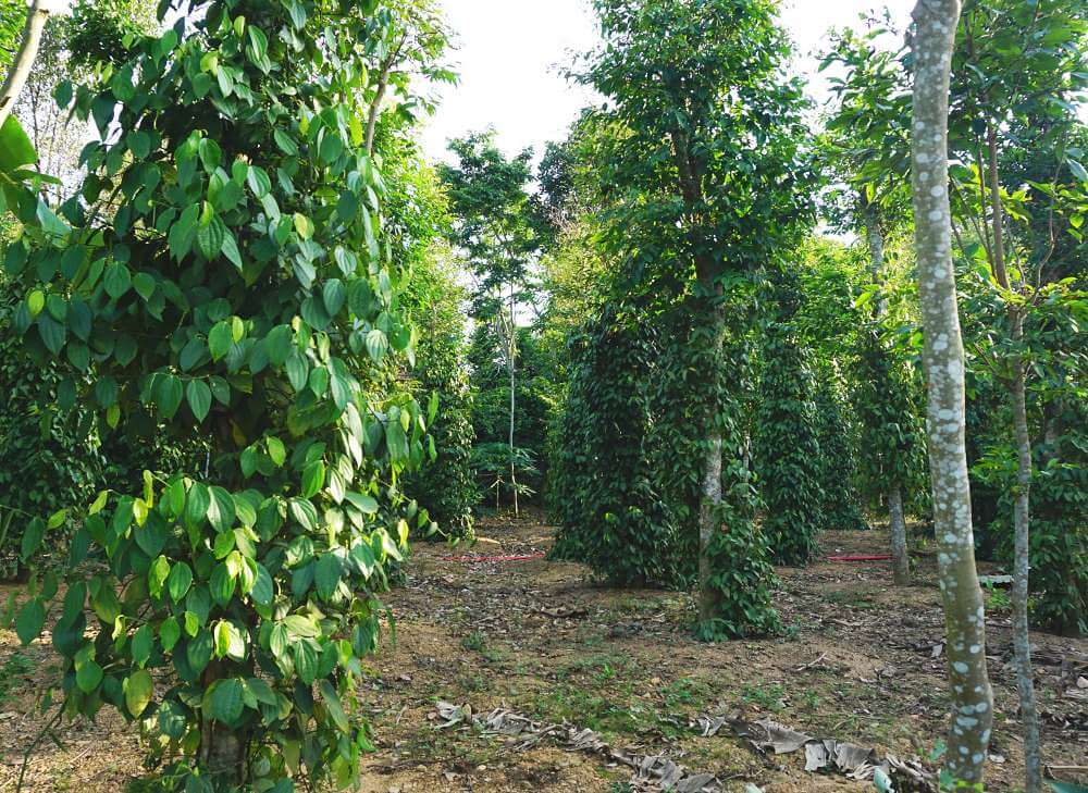 Black pepper vines growing on trees at Phong Nha Farmstay Village