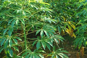 Cassava grows well in Vietnam, even on poor soil