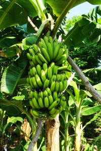 Banana bunch ripening on the tree