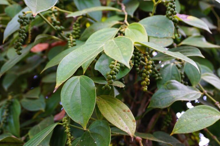 Black pepper grows on trees… kinda sorta - On The Road Now