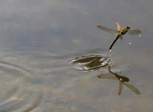 Dragonflies briefly touch their tails to the water to lay eggs (stux/Pixabay)
