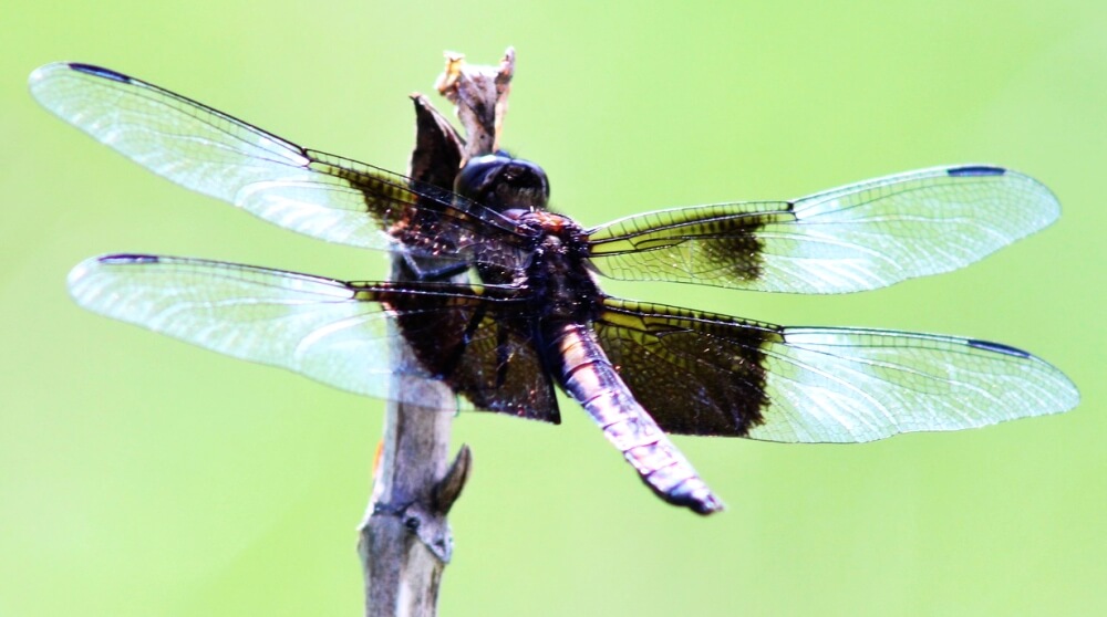 Dragonfly from genus Tramera, also known as the saddlebag dragonfly (peteyp8/Pixabay)