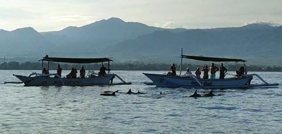 Swimming dolphin pod at Lovina Beach, Bali