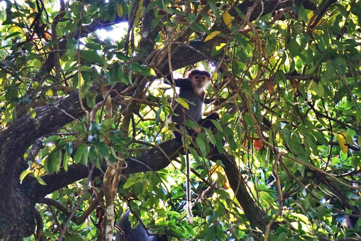 Curious young Langur keeps an eye on the activities below from the safety of his perch in the jungle canopy on Son Tra Peninsual