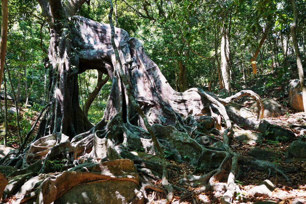 Massive gnarly tree on Vietnam's Son Tra Peninsula