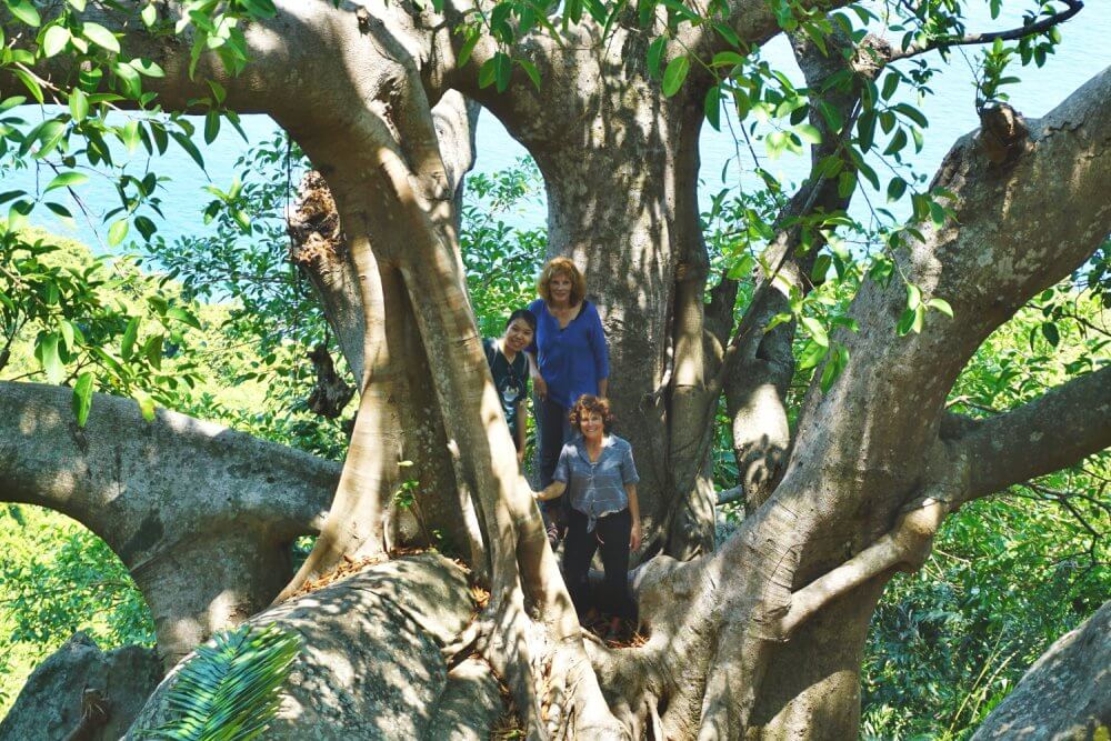 Our friends are dwarfed by the size of this ancient arboreal wonder