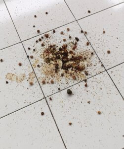 One night's bat poop splattered on the porch floor