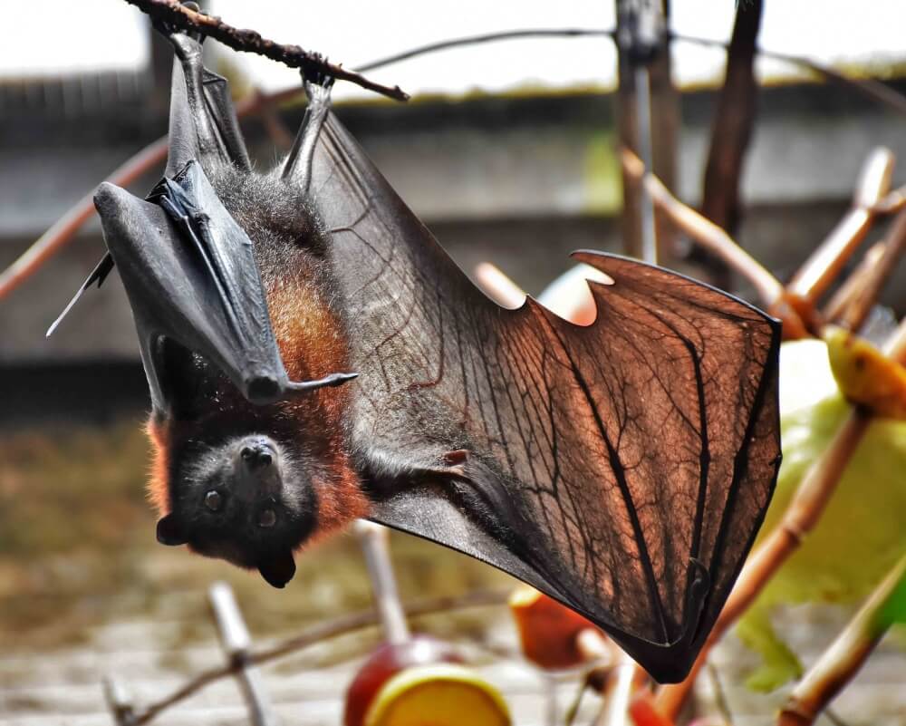 Fruit bat with outstretched wing