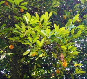 Nutmeg fruit ripening on the tree